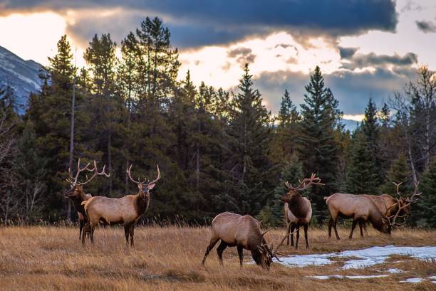 istock Herd Of Elk In The Mountains 1284995701