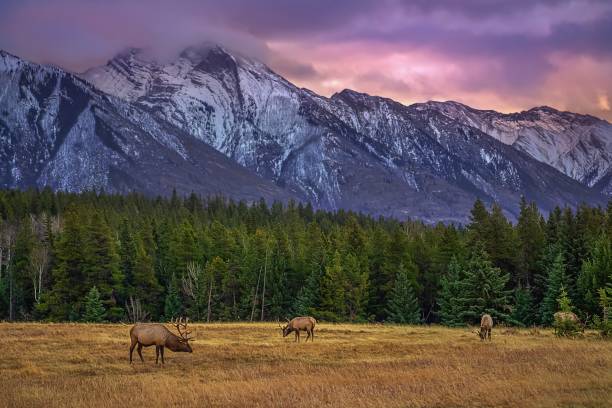 istock A Herd Of Elk In The Mountains At Sunrise 1284996203
