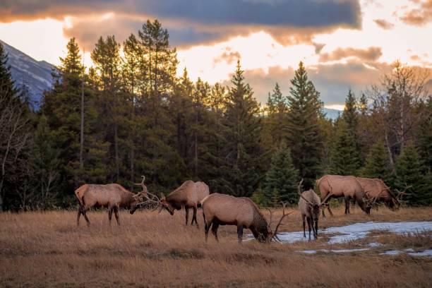 istock Herd Of Elk In The Mountains 1284996204