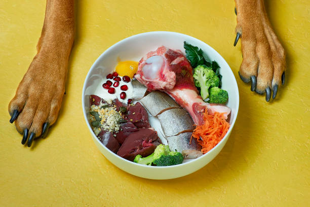 Healthy natural pet food in bowl and dog's paws on yellow background. Healthy natural pet food in bowl and dog's paws on yellow background. Fish, beef meat, bone, vegetables, berries, seeds and nutritional supplements. BARF diet. raw diet stock pictures, royalty-free photos & images