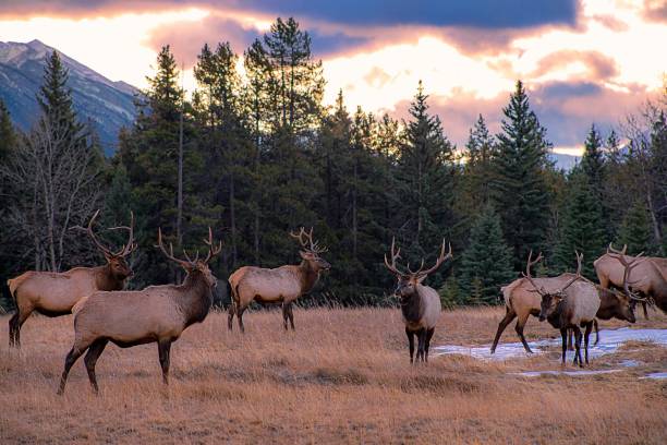 istock Herd Of Elk In The Mountains 1284996234