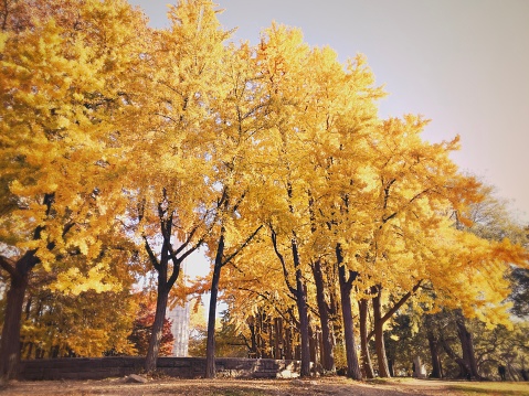 Autumn Trees in a City Park