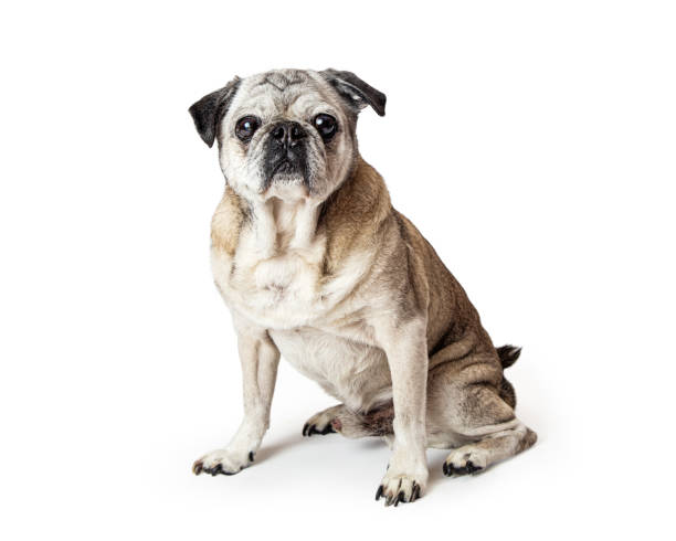 istock Purebred Pug Dog Isolated on White 1284996306