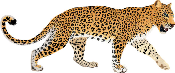 ilustrações, clipart, desenhos animados e ícones de ilustração de leopardo ou onça-pintada isolada vetorial - jaguar