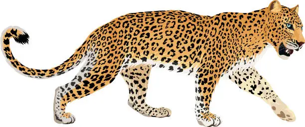 Vector illustration of vector isolated leopard or jaguar illustration