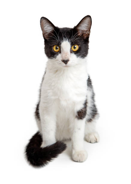 istock White and Black Young Cat Sitting Up Tall 1284996317