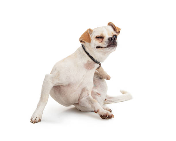 small breed dog scratching itchy skin - coçar imagens e fotografias de stock