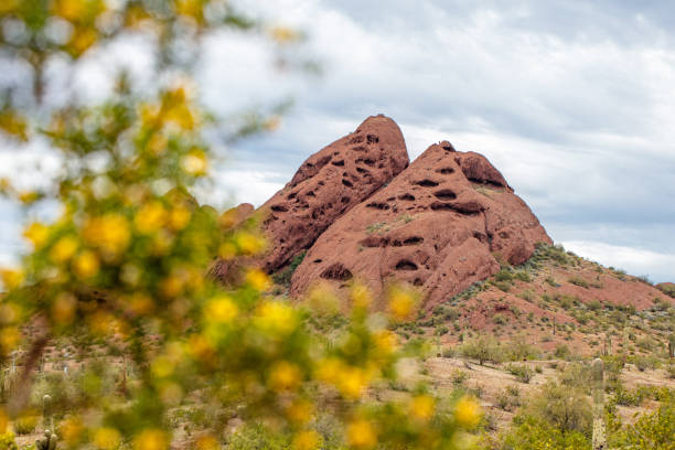 Red Rock Mountains in Tempe Arizona Red rock mountains in Papago Park in Tempe Arizona during springtime with yellow wildflowers tempe arizona stock pictures, royalty-free photos & images