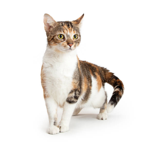 TriColor Young Cat Over White