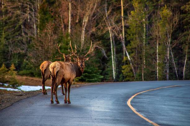 Elk Crossing The Road In Banff stock photo