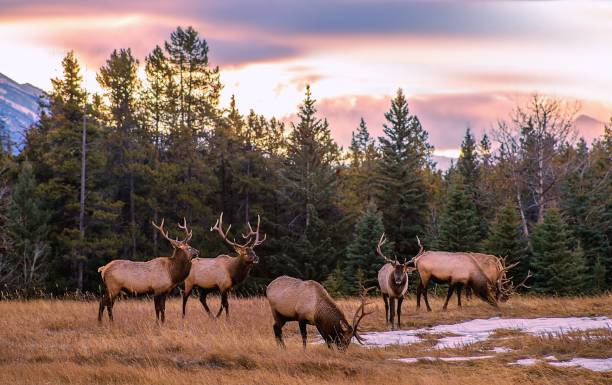 istock Herd Of Elk In The Mountains 1284996536
