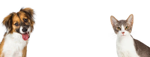 istock Smiling Dog and Cat Web Banner 1284997156