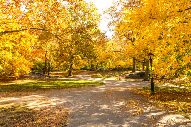 autunno a central park - autumn park central park lake foto e immagini stock