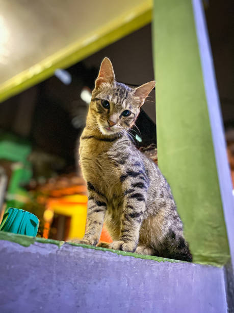 istock Low light portrait shot on a kitten 1284998227