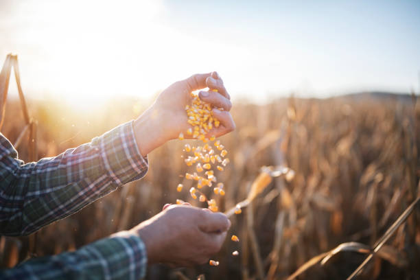 istock Farmer inspecting corn grain in his agriculture fields. 1284999283