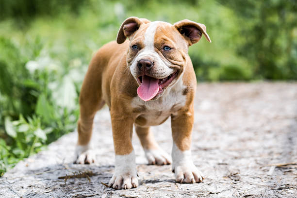 istock Dog American Pit Bull Terrier, portrait on nature. 1284999542