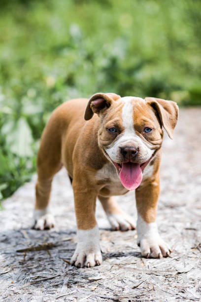 istock Dog American Pit Bull Terrier, portrait on nature. 1284999544