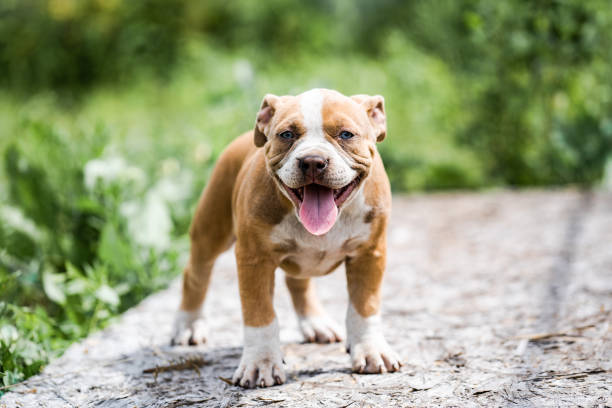 istock Dog American Pit Bull Terrier, portrait on nature. 1284999545