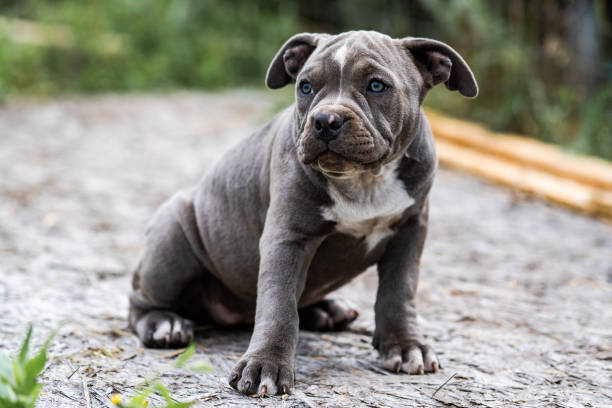 istock Dog Gray American Pit Bull Terrier, portrait on nature. 1284999568