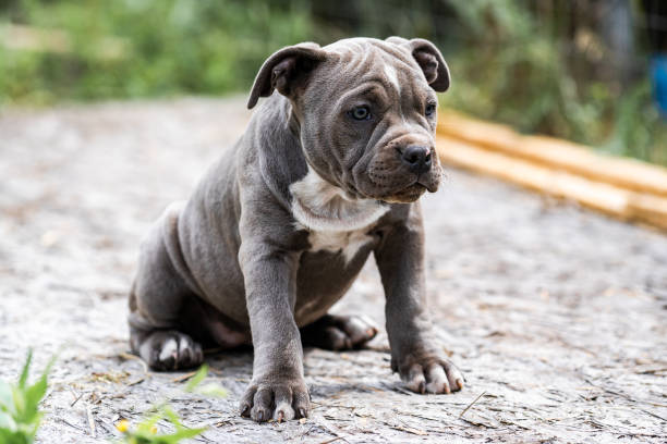 istock Dog Gray American Pit Bull Terrier, portrait on nature. 1284999575