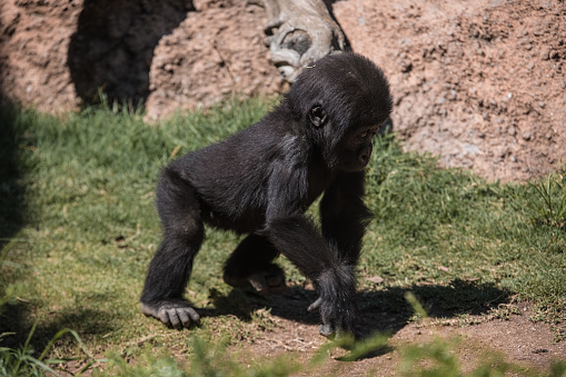 baby gorilla and female mother gorilla walking around and playing