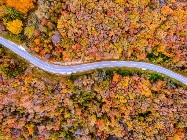 istock Winding Road Through Autumn Forest From Directly Above 1285000744