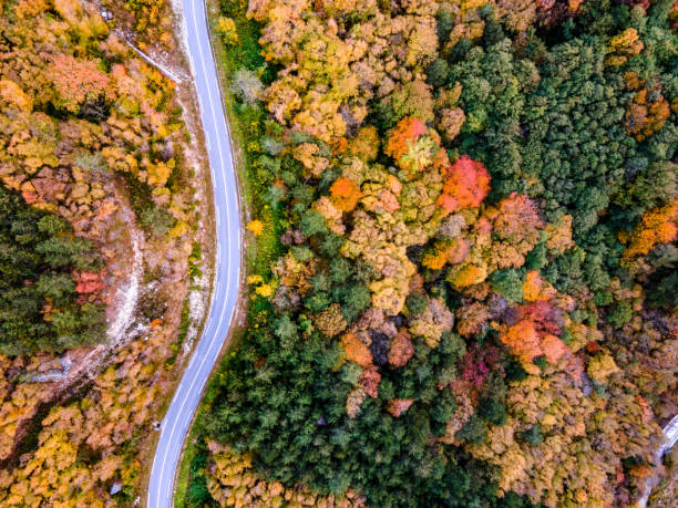 istock Curvy Country Road Through Forest in Autumn From Directly Above 1285000748