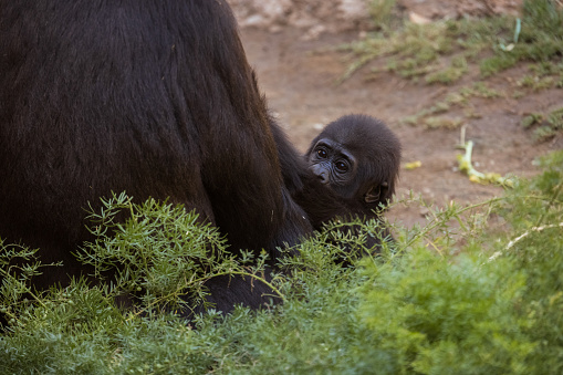 Male gorilla (Gorilla gorilla) standing on grass and seen from profile