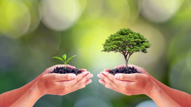 istock Environmentalists' hands holding big trees and seedlings to replace each other. World Environment Day concept. 1285001657