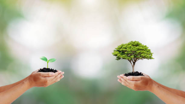 istock Two human hands holding small and big trees on blurred green background according to world environment day and environmental conservation concept. 1285001671
