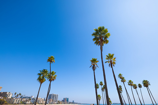 The beach with palm trees at the Long Beach in California