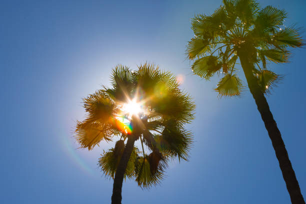 Palm trees with sun picking out at the Long Beach in California