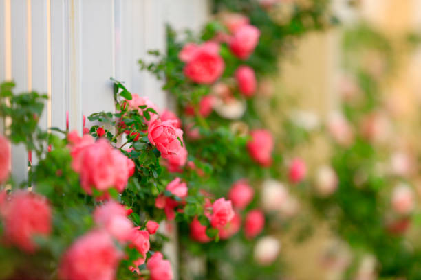 istock In the summer, rose is blooming 1285003285