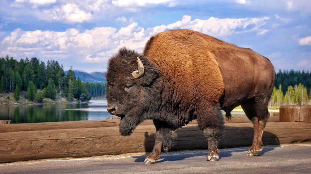 Bison, Yellowstone stock photo