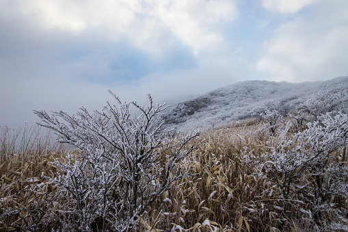 Snow scene of the Kuju mountain range in Kokonoe Town, Oita Prefecture