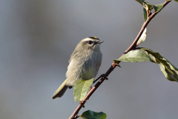 istock Golden-crowned Kinglet bird 1285007796