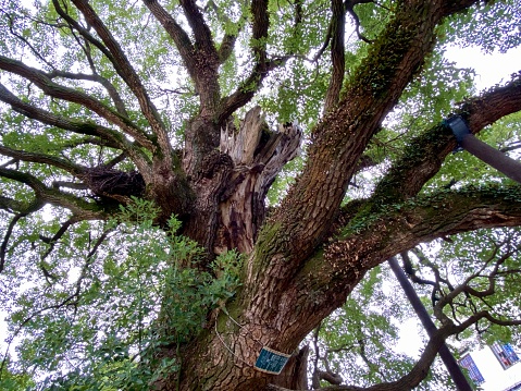 Suzhou, Jiangsu, China- November 17, 2020: A big ancient Camphor tree which can only be hold by 5 or more persons together. It is more than 1000 years old.