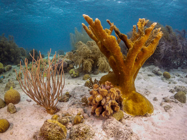 caribische koraaltuin - acropora palmata stockfoto's en -beelden