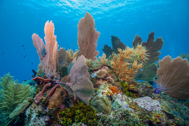 istock Caribbean coral garden 1285010586
