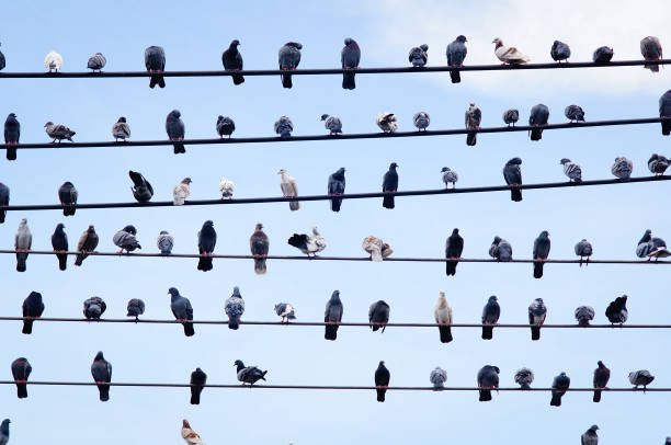 istock Pigeons on electric cable on blue sky 1285011423