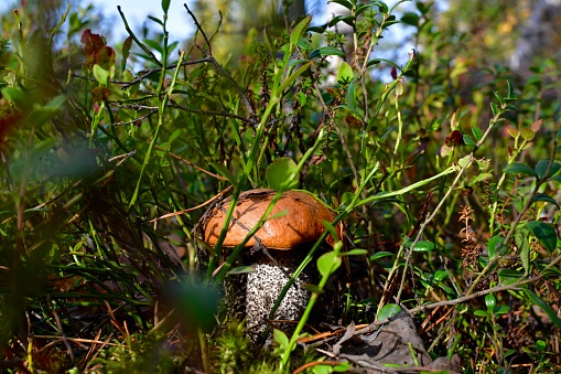 The mushroom is edible with a red hat and a pockmarked leg, in the grass with breaking rays of the sun. In the taiga forest in early autumn.