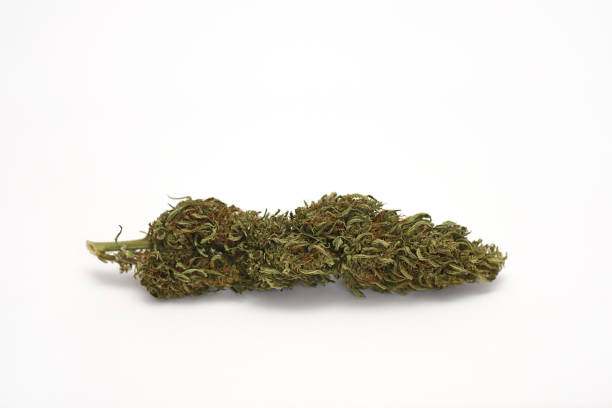 istock Dried medicinal marijuana flower on white background, ACDC variety 1285012164