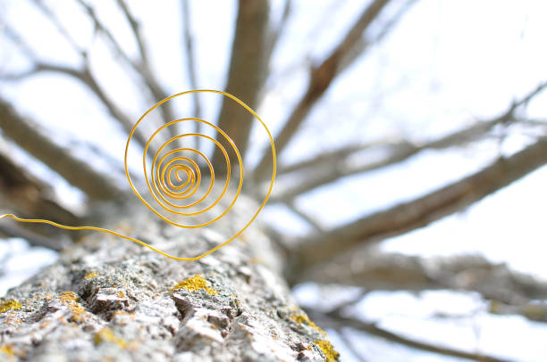 Tree trunk with golden wire spiral, family tree concept