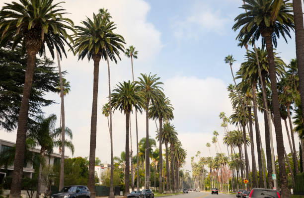 istock Road with Palm trees- Beverly Hills, California 1285015792
