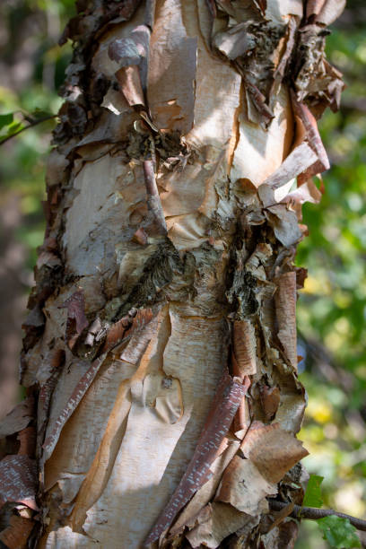 istock Macro abstract texture background of the showy torn and rugged bark on a river birch tree 1285018016
