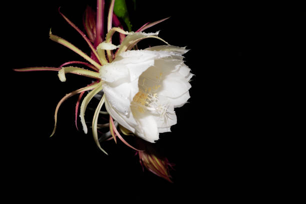 istock The Wijaya Kusuma Flower 1285018911