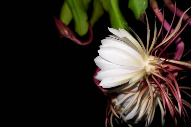 istock The Wijaya Kusuma Flower 1285018953