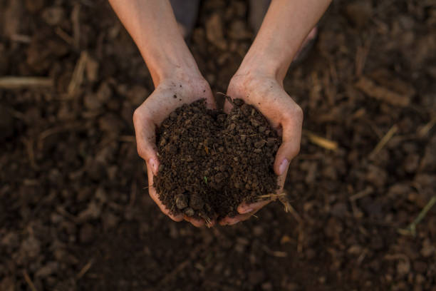 recueillir à la main le compost mélangé de sol préparer le légume de croissance dans le jardin - ground preparing photos et images de collection