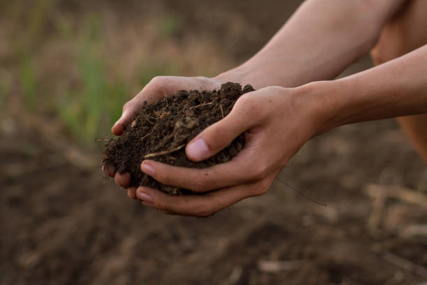 istock Quality of soil for grow seed and vegetable 1285020089