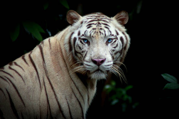 istock The king of the forest 1285020626